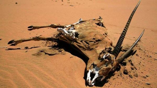 В Намибии объявили чрезвычайное положение из-за засухи