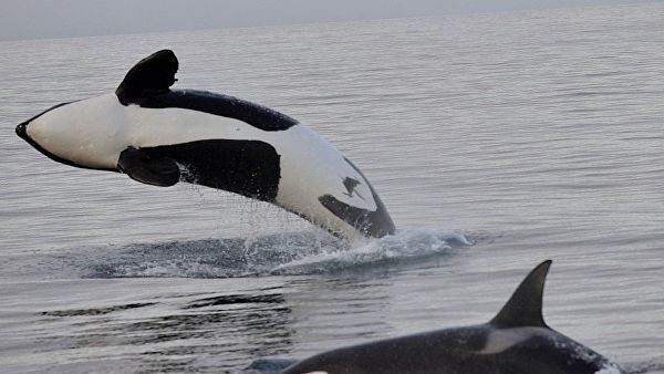 <br />
Содержащихся в «китовой тюрьме» косаток могут выпустить в районе бухты Средняя<br />
