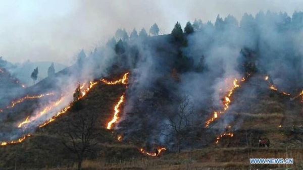 На северо-западе Китая разразился крупный лесной пожар