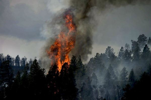 В Ровненской области выгорело 2 га уникального леса