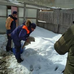 Беспомощный нерпенок обрел приют в колымском зоопарке