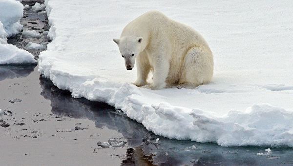 <br />
МЧС спасает «Умку»: заблудившегося белого медведя вернут на Чукотку<br />
