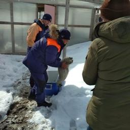 Беспомощный нерпенок обрел приют в колымском зоопарке